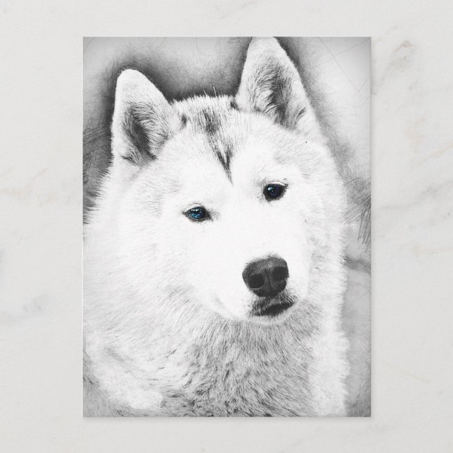 Cartão Postal Husky Siberiano Branco com Olhos Azuis - Desenho d (Frente)