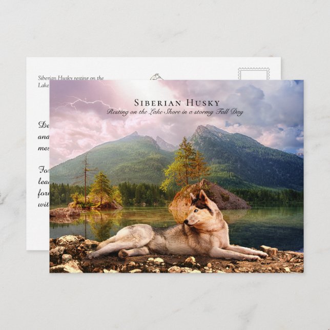 Cartão Postal Husky siberiano em Lakeshore em Fall - Colecível (Frente/Verso)