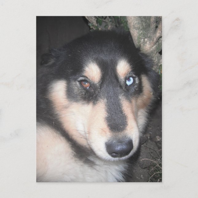 Cartão postal Husky Um olho azul Um olho castanho (Frente)
