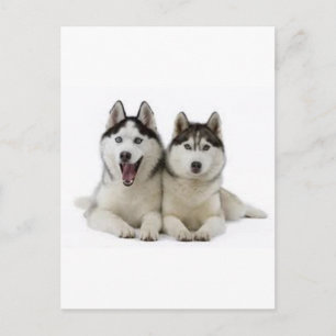 Cartão Postal Huskyes