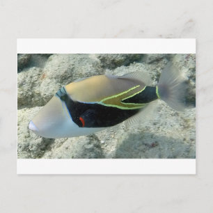 Cartão Postal Huymuhumunukunukuapua'a Hawaii