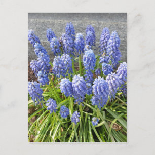 Cartão Postal Hyacinth Grape