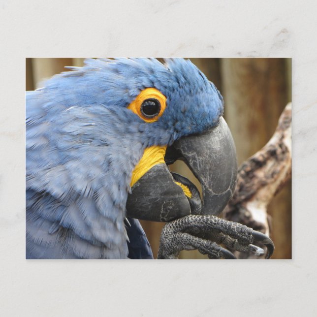 Cartão Postal Hyacinth Macaw (Frente)
