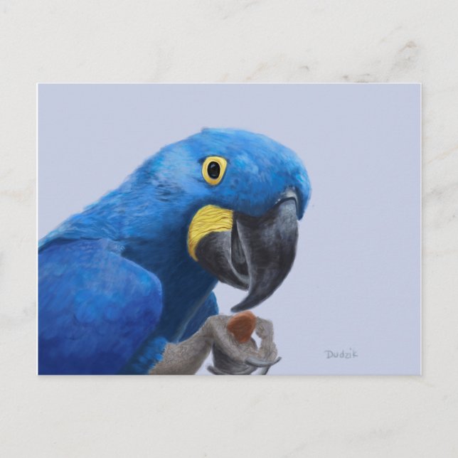 Cartão Postal Hyacinth Macaw (Frente)