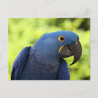 Cartão Postal Hyacinth Macaw
