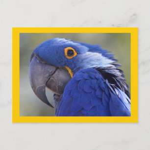 Cartão Postal Hyacinth Macaw