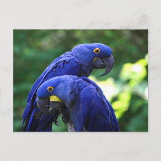 Cartão Postal Hyacinth Macaws
