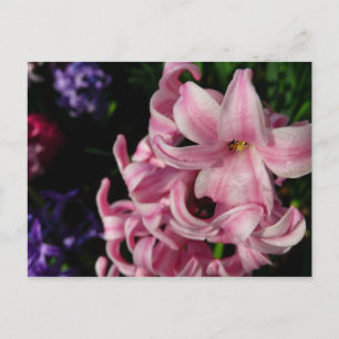 Cartão Postal Hyacinth Primavera Floral rosa