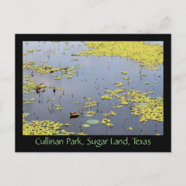 Cartão Postal Hyacinth Water At Cullinan Park, Sugar Land, Texas