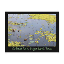 Hyacinth Water At Cullinan Park, Sugar Land, Texas