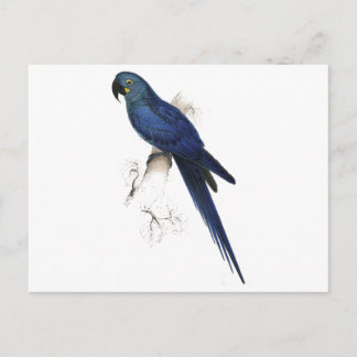Cartão Postal Hyacinthine Maccaw por Edward Lear