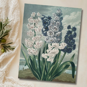 Cartão Postal Hyacinths (1807) - Exquisite Vintage Botânica