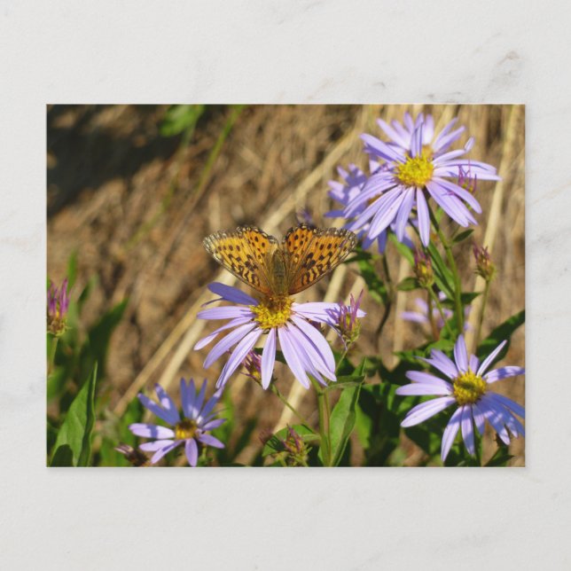 Cartão Postal Hydaspe Fritillary em Flores de Aster Roxos (Frente)