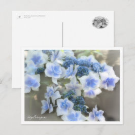 Cartão Postal Hydrangea