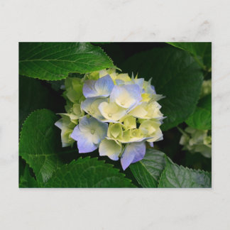 cartão postal hydrangea