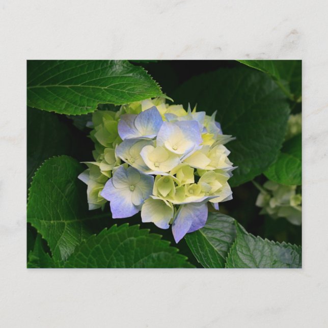 cartão postal hydrangea (Frente)