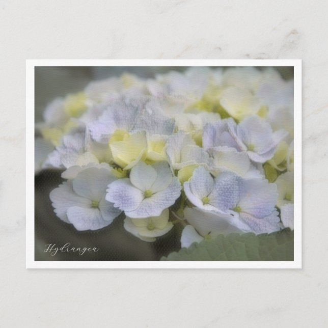 Cartão Postal Hydrangea (Frente)