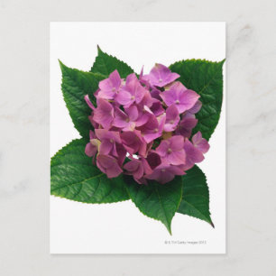 Cartão Postal Hydrangea 5