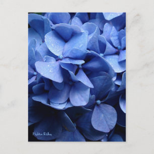 Cartão postal Hydrangea azul