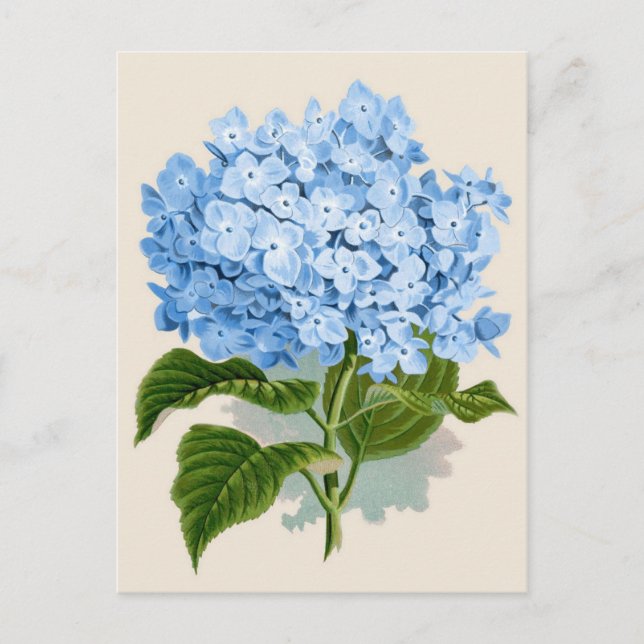 Cartão Postal Hydrangea Botânica Impressão (Frente)