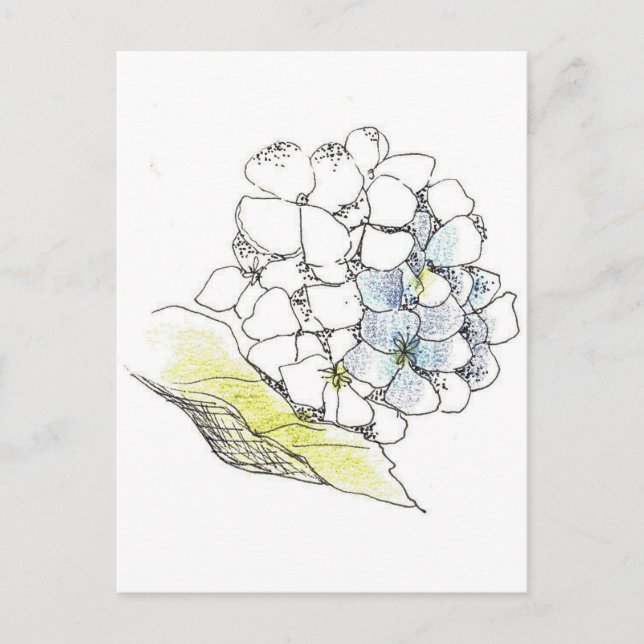 Cartão Postal Hydrangea Caneta da Flor e Desenho de Tinta (Frente)