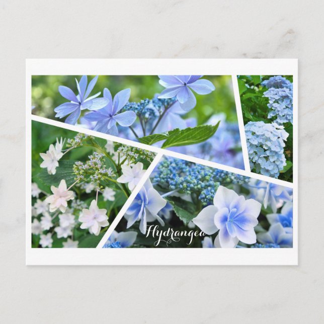 Cartão Postal Hydrangea [Cartão postal] ポ ス ト Equipe カ (Frente)
