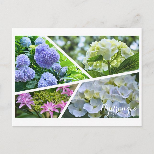 Cartão Postal Hydrangea [Cartão postal] ポ ス ト Equipe カ (Frente)