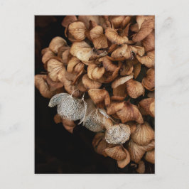 Cartão Postal Hydrangea desbotada