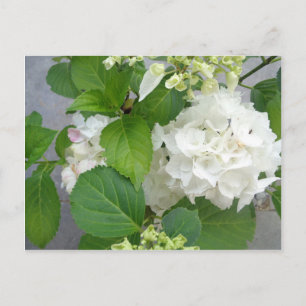 Cartão Postal Hydrangea Fllower Green Nature Jardins