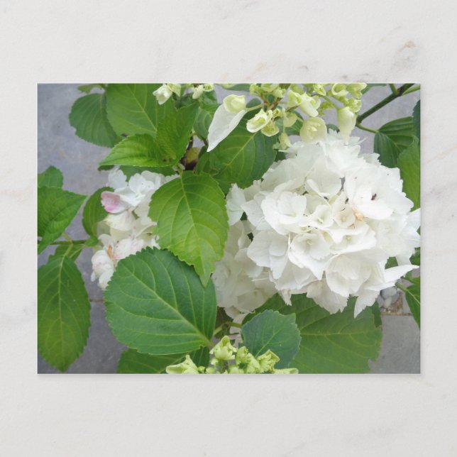 Cartão Postal Hydrangea Fllower Green Nature Jardins (Frente)