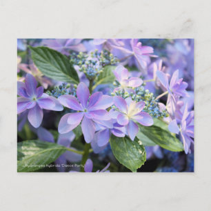 Cartão Postal Hydrangea hybrida 'Dance Party' [Cartão postal]
