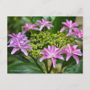 Cartão Postal Hydrangea hybrida 'Dance Party' [Cartão Postal] ポ 