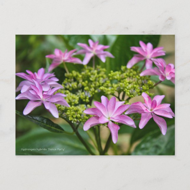 Cartão Postal Hydrangea hybrida 'Dance Party' [Cartão Postal] ポ  (Frente)