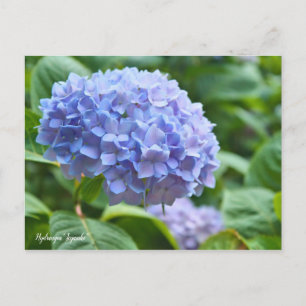 Cartão Postal Hydrangea "Jogasaki" [Cartão Postal] ポ ス ト Equipe 