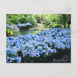 Cartão Postal Hydrangea 'Konpeito' [Cartão postal]