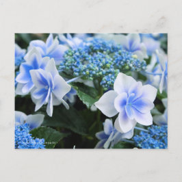 Cartão Postal Hydrangea 'Konpeito' [Cartão postal]