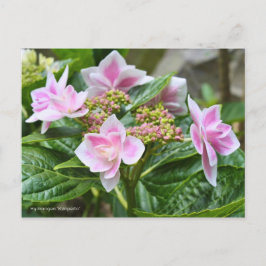 Cartão Postal Hydrangea 'Konpeito' [Postcard] ポストカード