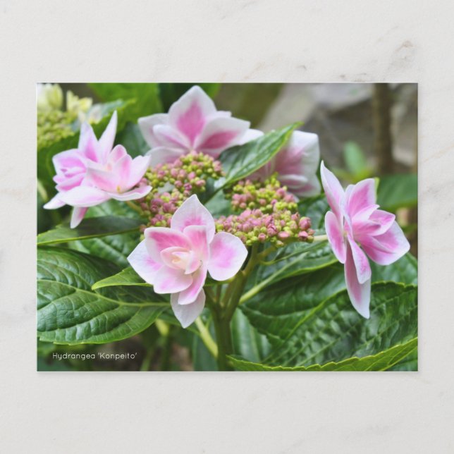 Cartão Postal Hydrangea 'Konpeito' [Postcard] ポストカード (Frente)