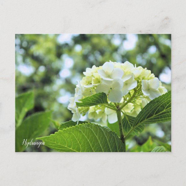 Cartão Postal Hydrangea [Postcard] ポストカード (Frente)