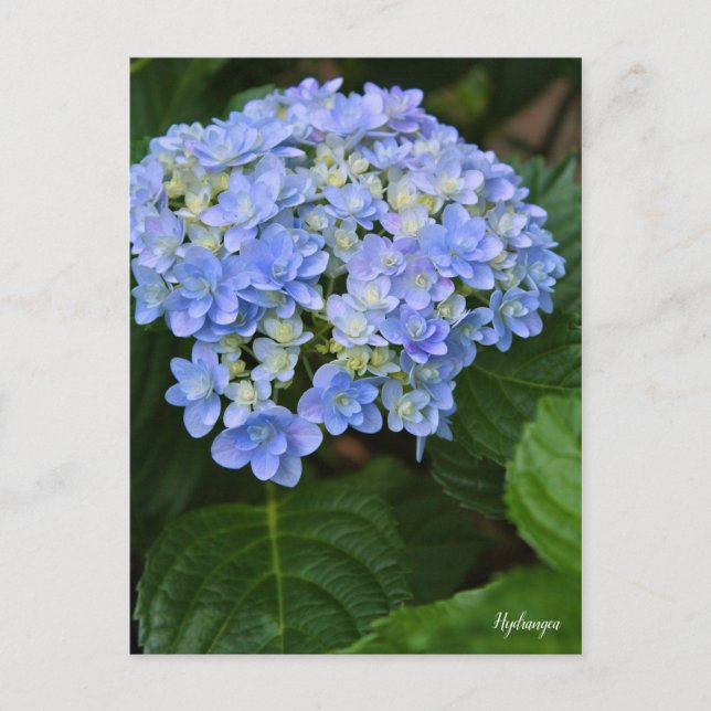 Cartão Postal Hydrangea [Postcard] ポストカード (Frente)