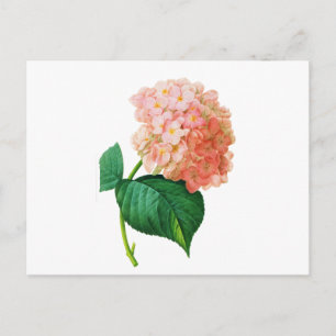 Cartão Postal Hydrangea rosa por Pierre Joseph Redoute