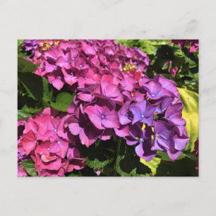 Cartão Postal Hydrangeas
