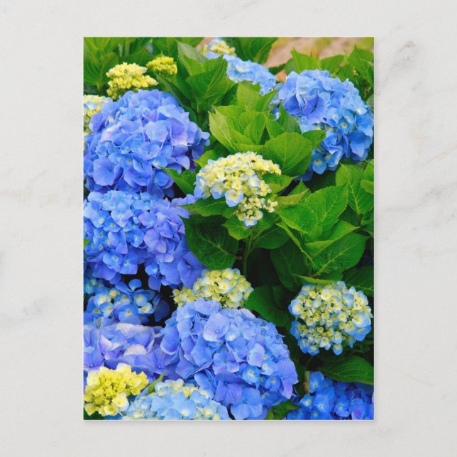 Cartão Postal Hydrangeas (Frente)