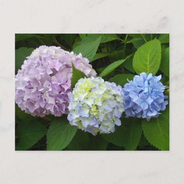 Cartão Postal Hydrangeas (Frente)