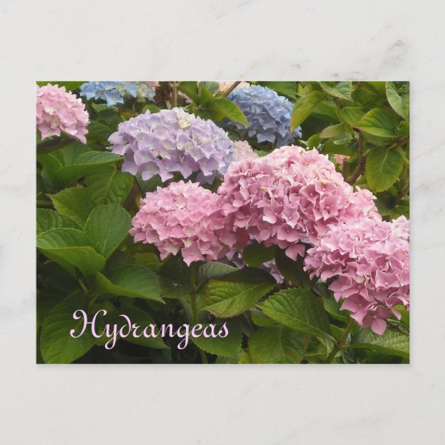 Cartão Postal Hydrangeas (Frente)