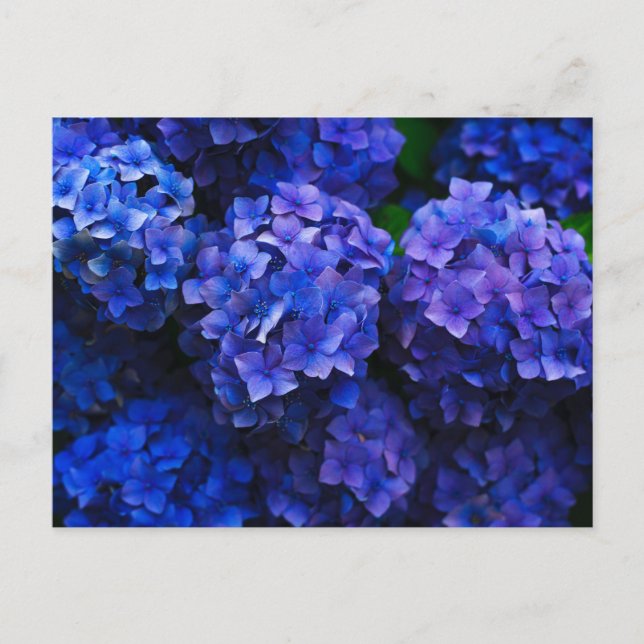 Cartão Postal Hydrangeas azuis italianas (Frente)