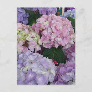 Cartão Postal Hydrangeas de Lavanda Azul
