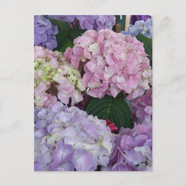 Cartão Postal Hydrangeas de Lavanda Azul (Frente)