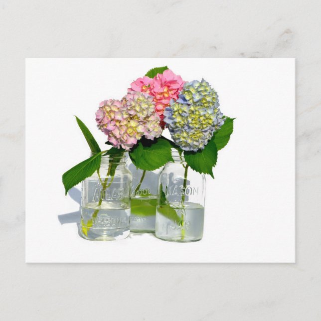 Cartão Postal Hydrangeas e Mason jar (Frente)