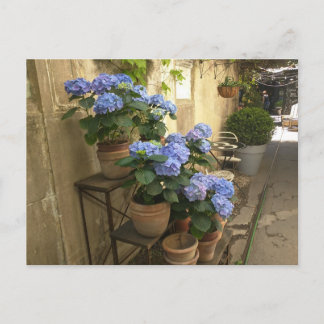 Cartão Postal Hydrangeas em Potes